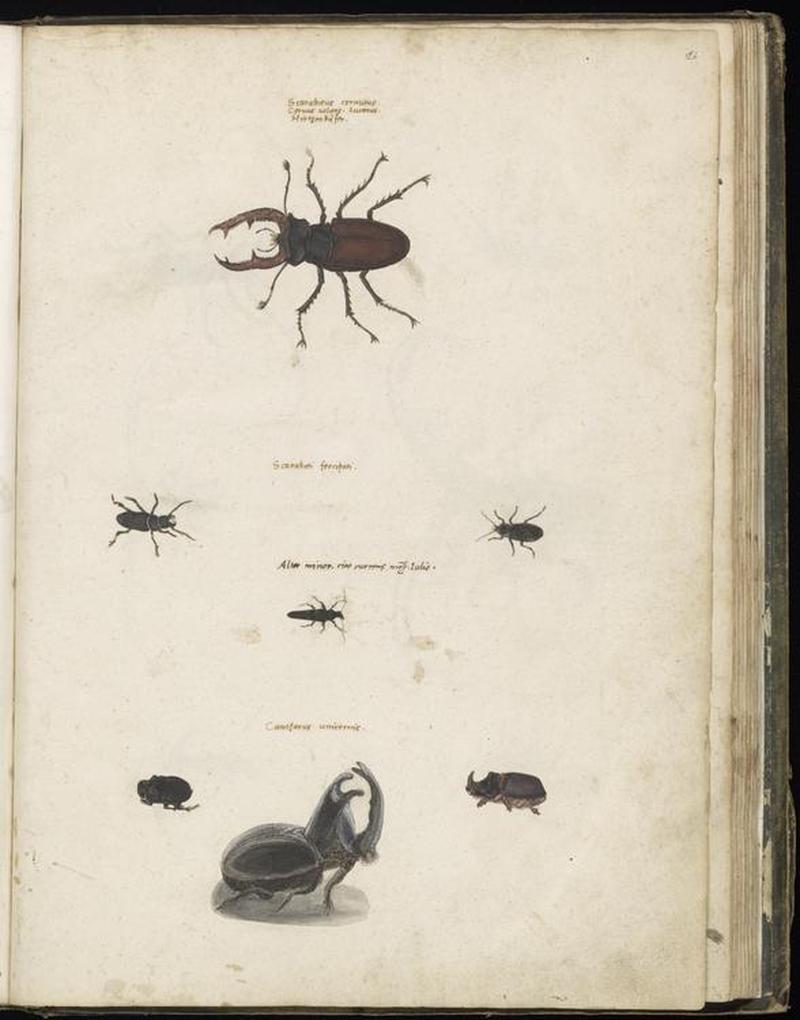 Animal drawings collected by Felix Platter, p2 - (88)
