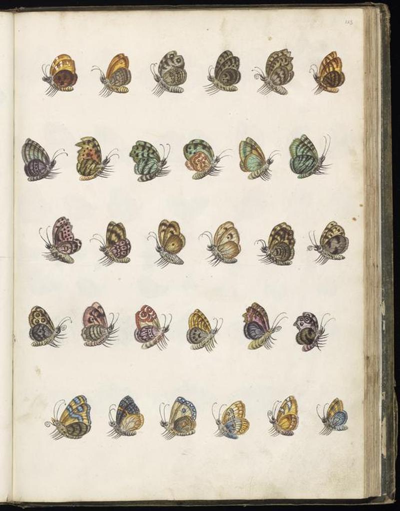 Animal drawings collected by Felix Platter, p2 - (89)