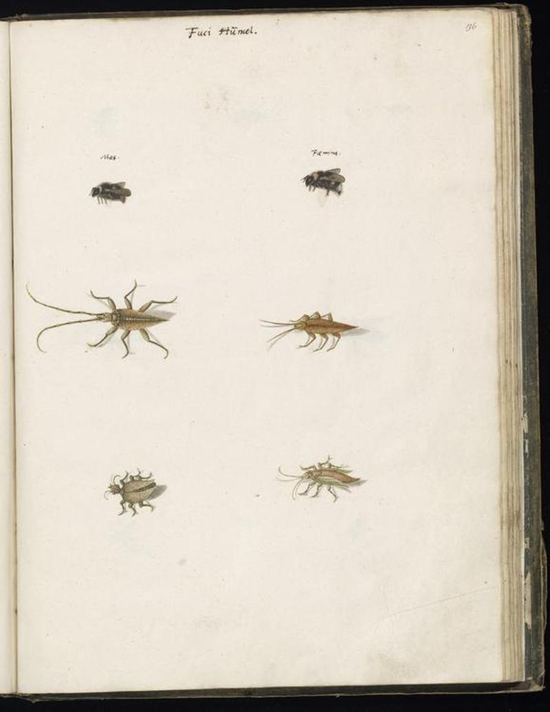 Animal drawings collected by Felix Platter, p2 - (9)