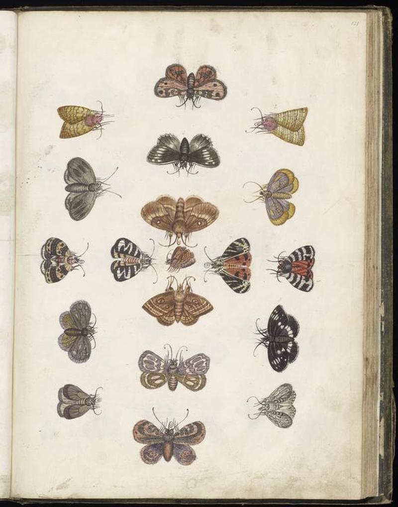 Animal drawings collected by Felix Platter, p2 - (90)