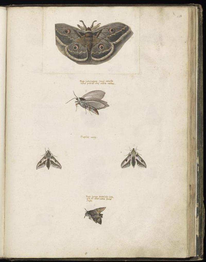 Animal drawings collected by Felix Platter, p2 - (91)