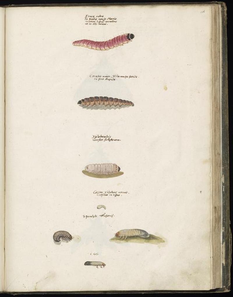 Animal drawings collected by Felix Platter, p2 - (92)