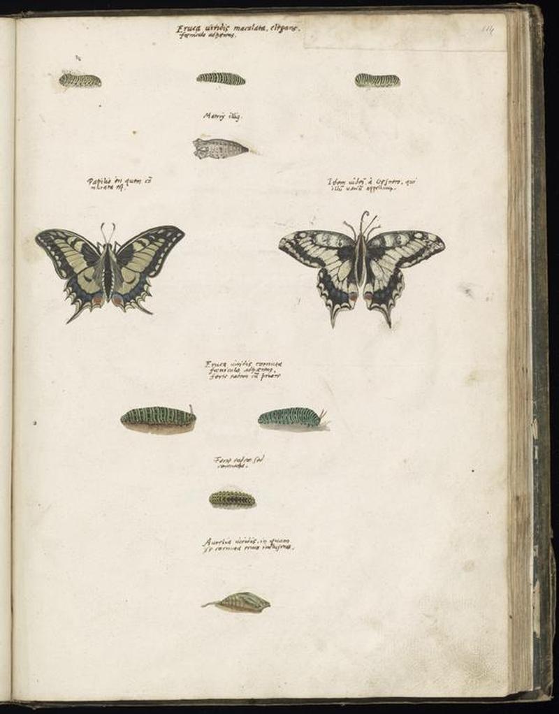 Animal drawings collected by Felix Platter, p2 - (93)