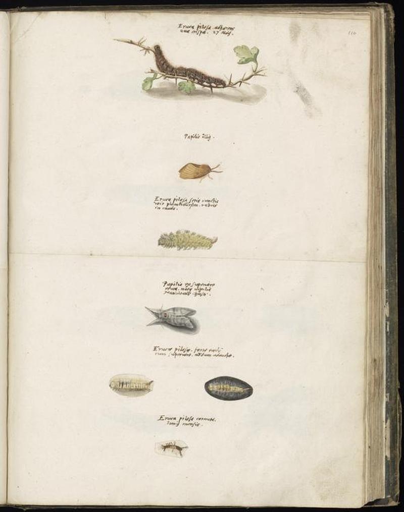 Animal drawings collected by Felix Platter, p2 - (94)