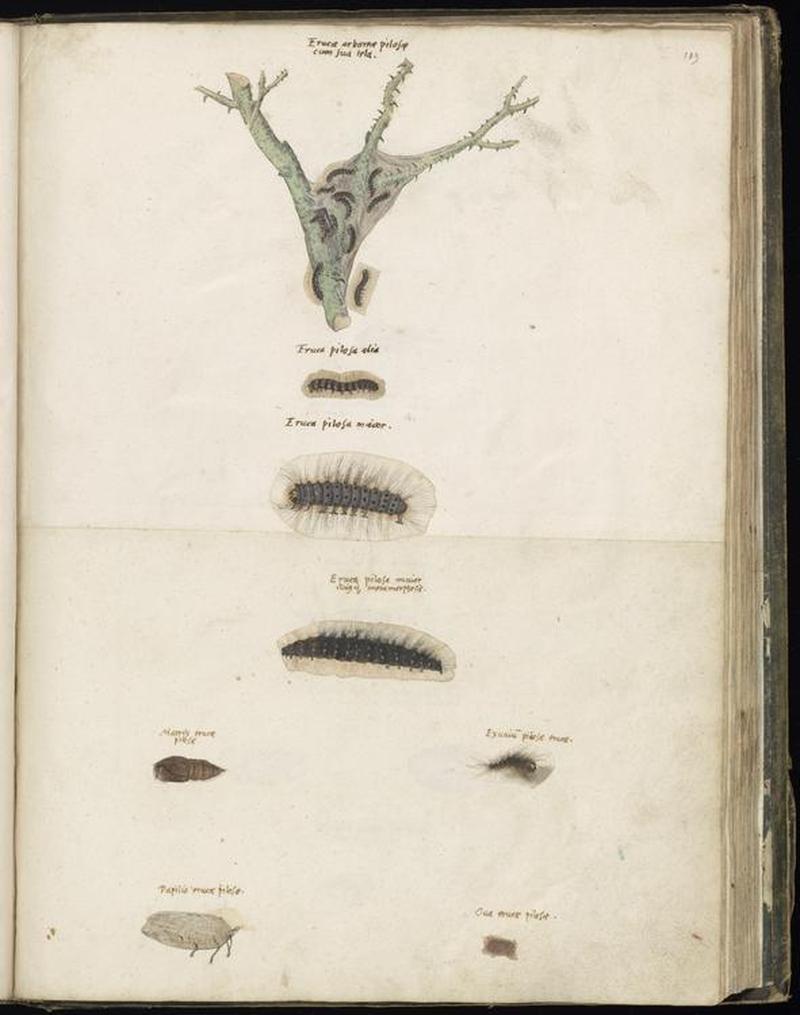 Animal drawings collected by Felix Platter, p2 - (95)