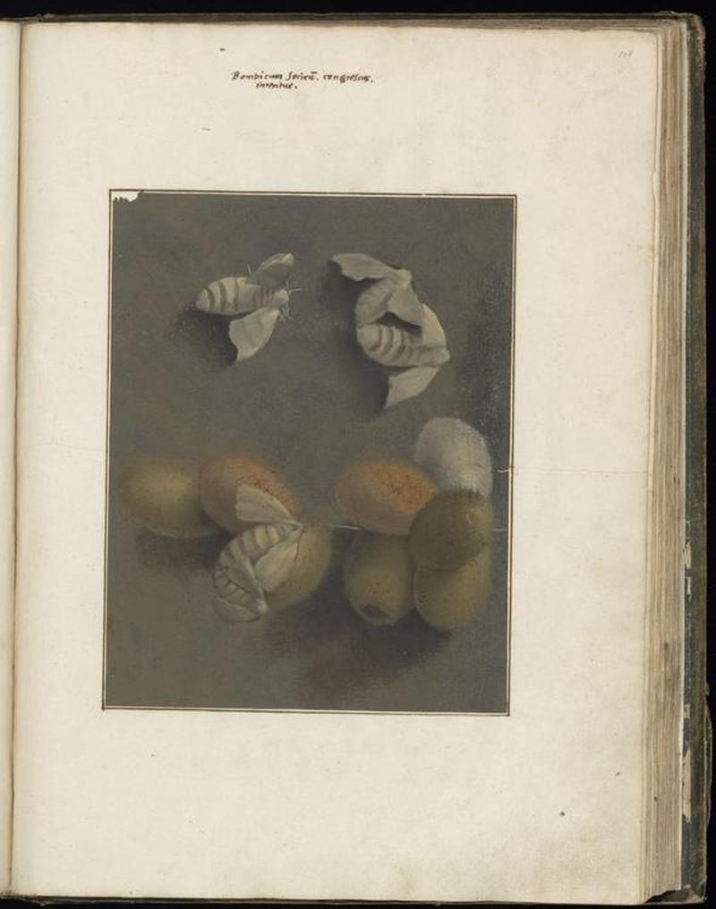 Animal drawings collected by Felix Platter, p2 - (96)