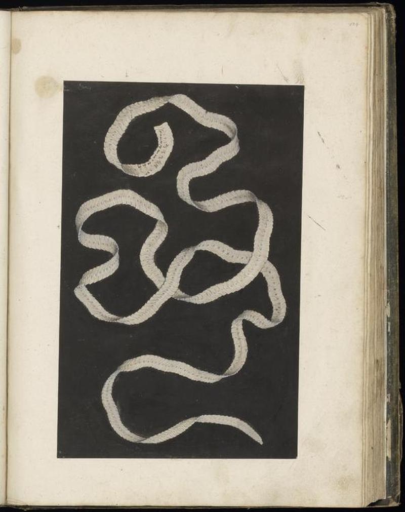 Animal drawings collected by Felix Platter, p2 - (97)