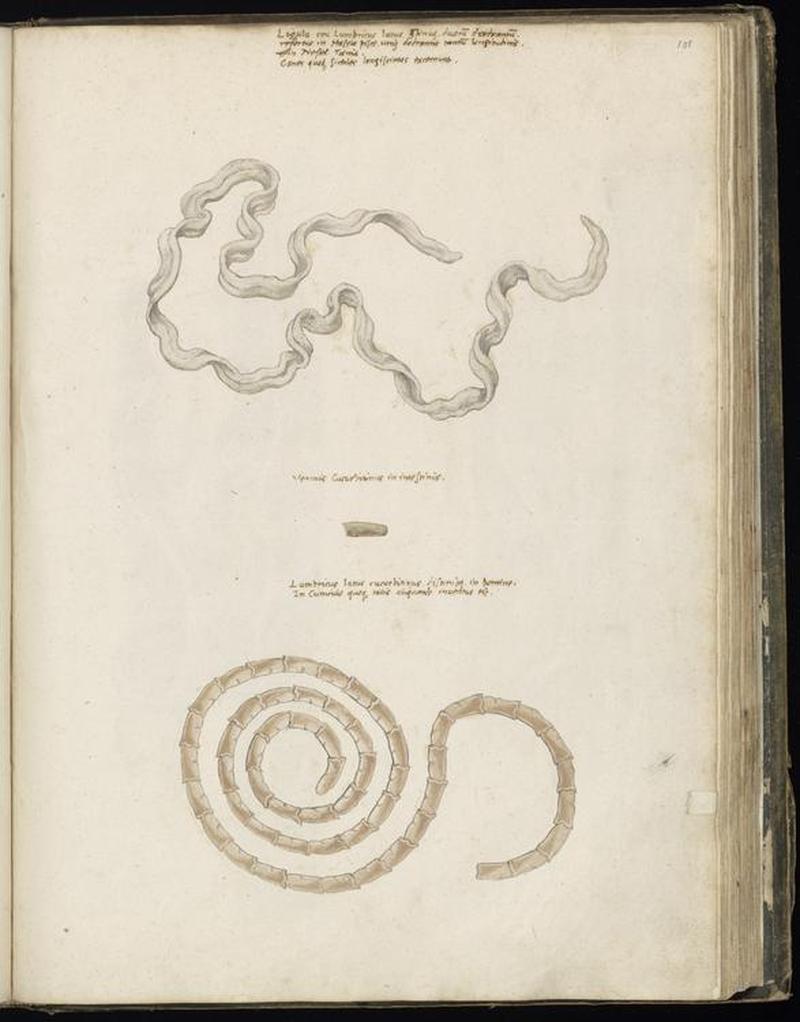 Animal drawings collected by Felix Platter, p2 - (99)