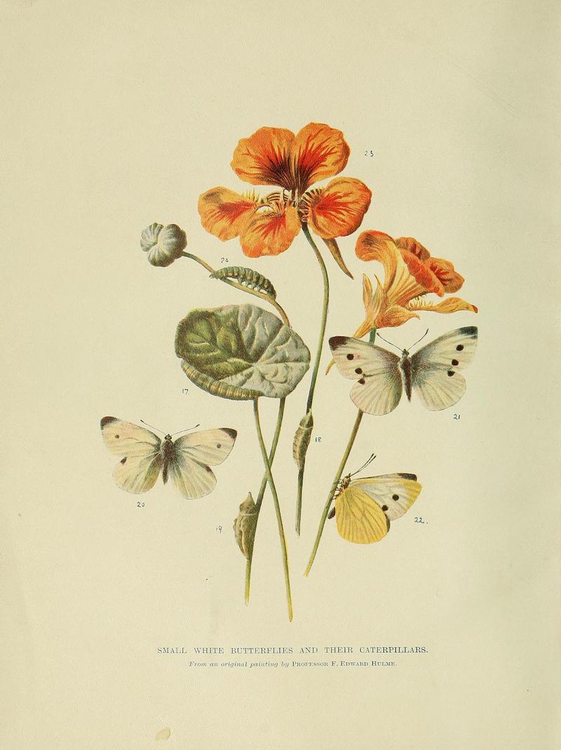 Animal life and the world of nature (9444352818)