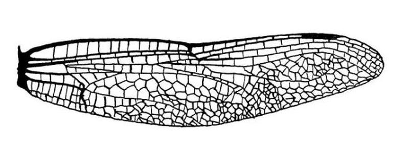 Wing of anisoptera neuroptera