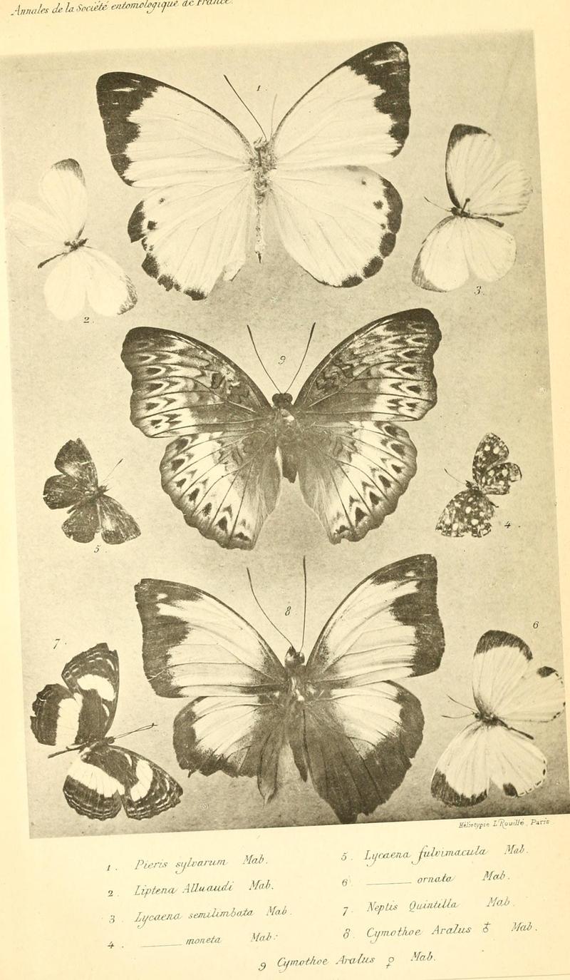 Ann. Soc. ent. Fr.1890 Plate 2