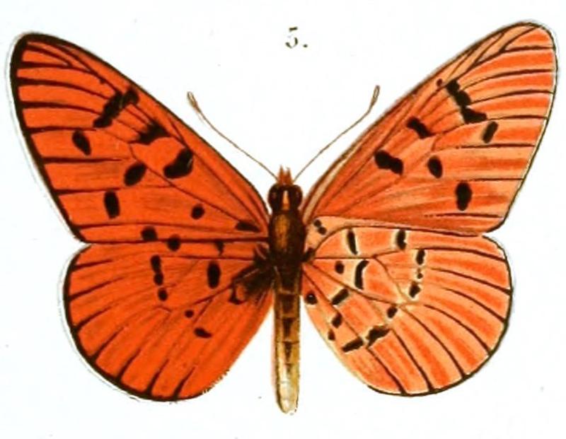 Annalen des Naturhistorischen Museums in Wien (1889) (18014136839), Acraea atolmis