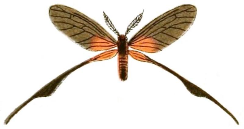 Annalen des Naturhistorischen Museums in Wien (1889) (18014136839), Pseudothymara staudingeri