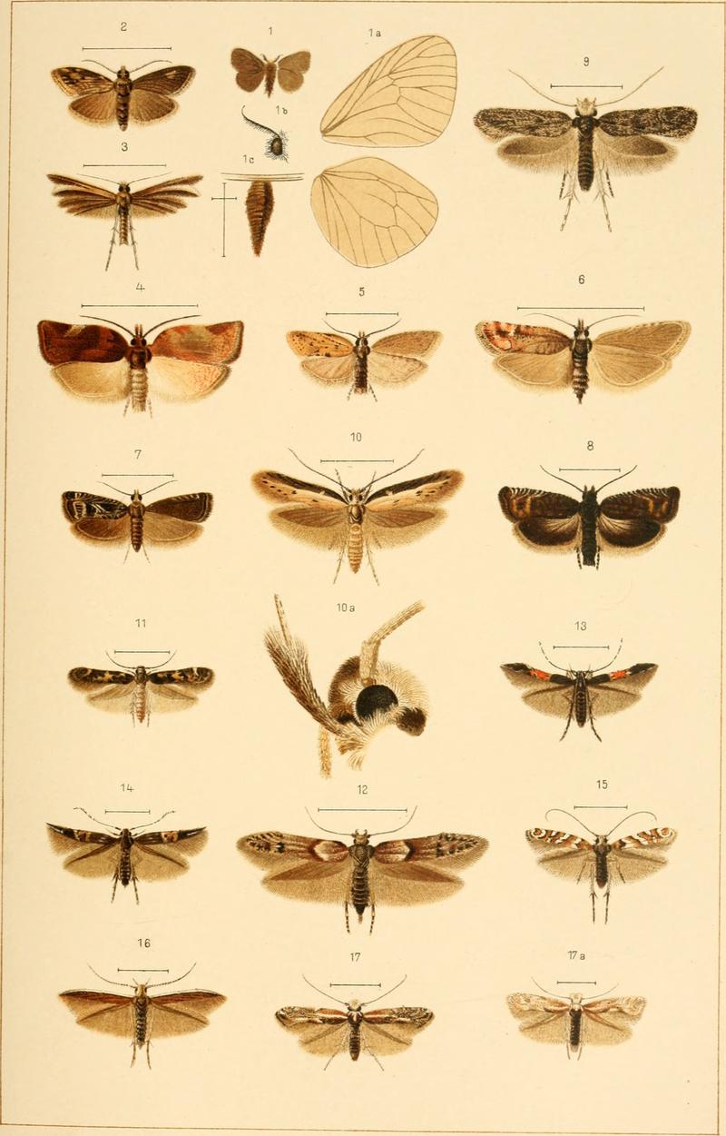 Annalen des Naturhistorischen Museums in Wien (1896) (18014080959)