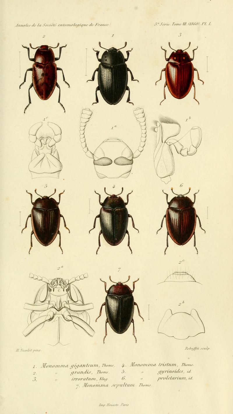 Annales de la Société entomologique de France (Pl. 1) BHL30253109