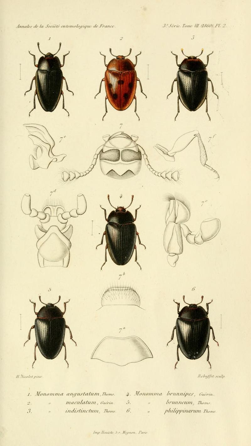 Annales de la Société entomologique de France (Pl. 2) BHL30253111