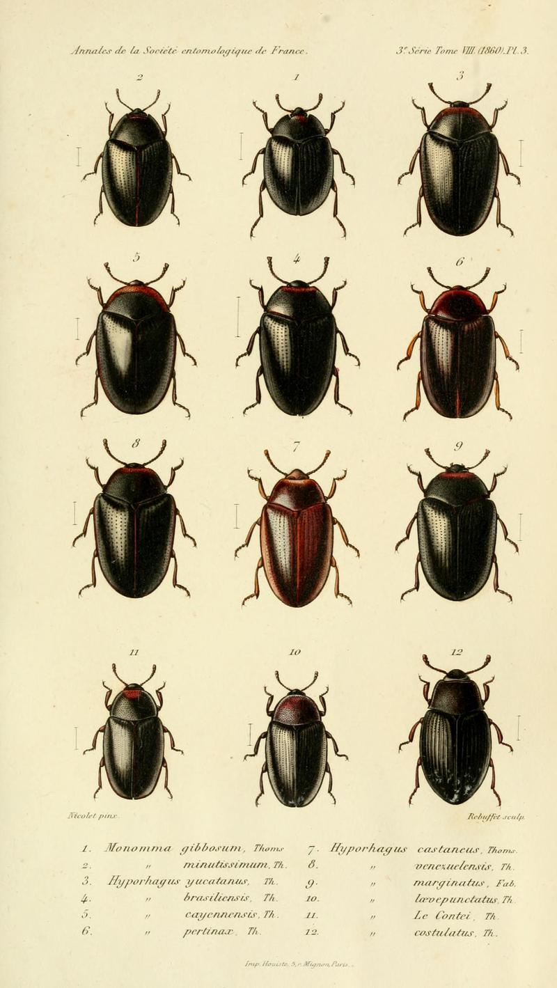 Annales de la Société entomologique de France (Pl. 3) BHL30253113