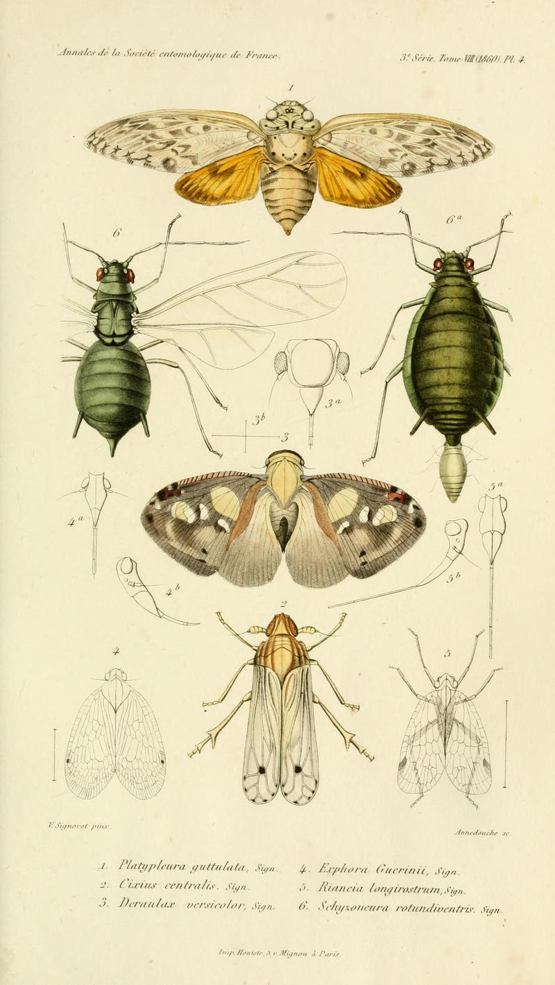 Annales de la Société entomologique de France (Pl. 4) BHL30253051