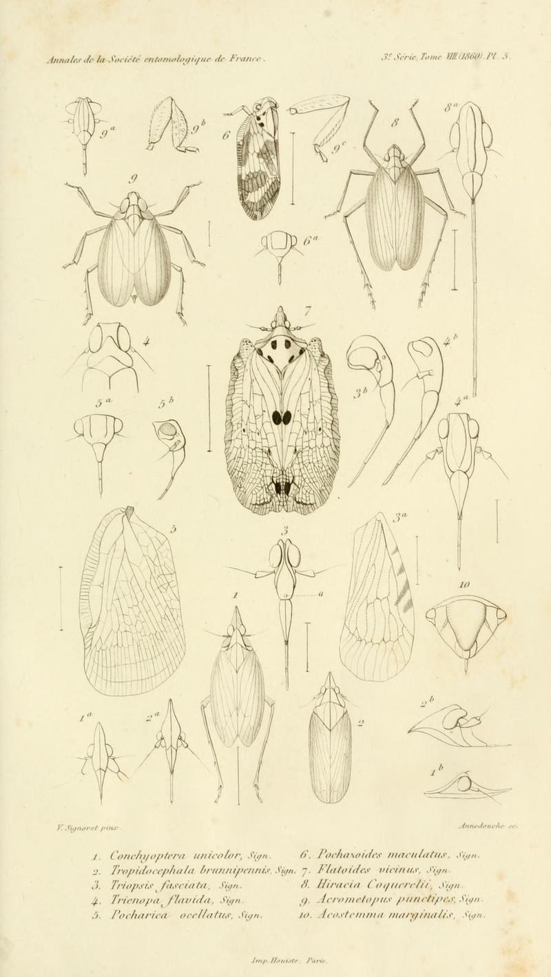 Annales de la Société entomologique de France (Pl. 5) BHL30253053
