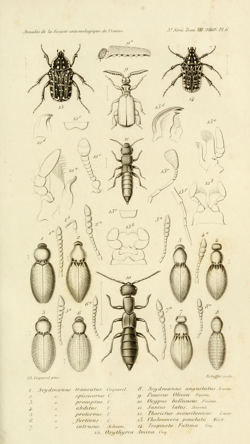 Annales de la Société entomologique de France (Pl. 6) BHL30253019