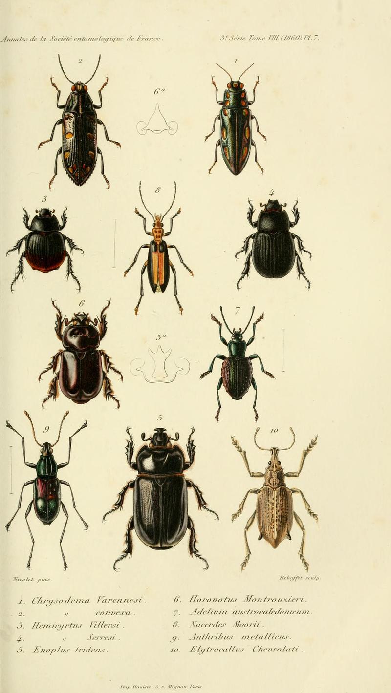 Annales de la Société entomologique de France (Pl. 7) BHL30253341