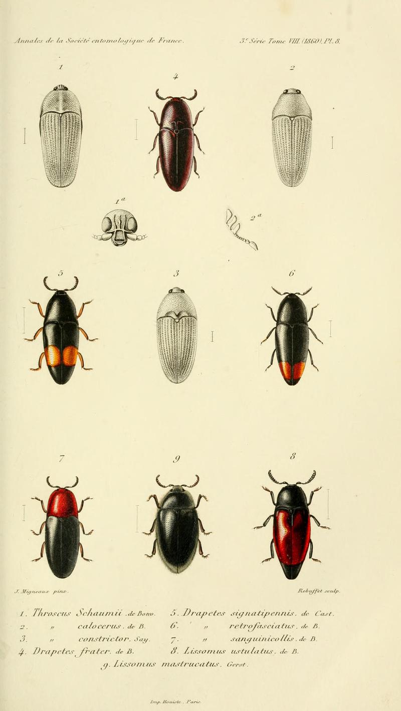 Annales de la Société entomologique de France (Pl. 8) BHL30253343