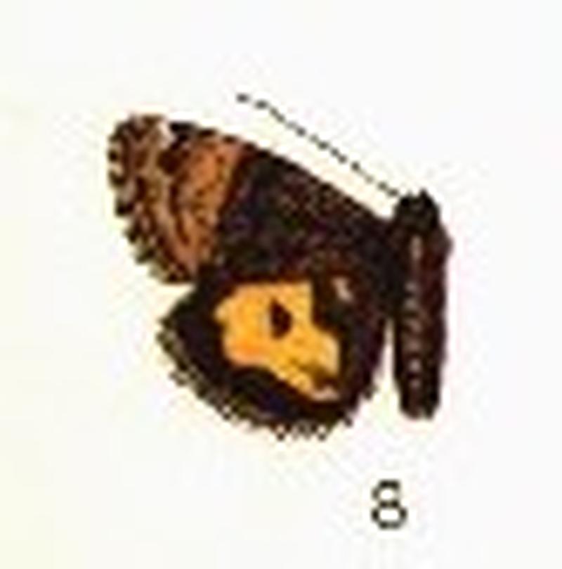 Annaphila decia CATALOGUE-BM-PLATE CXLVII