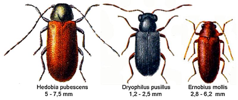 AnobiidaeSpec