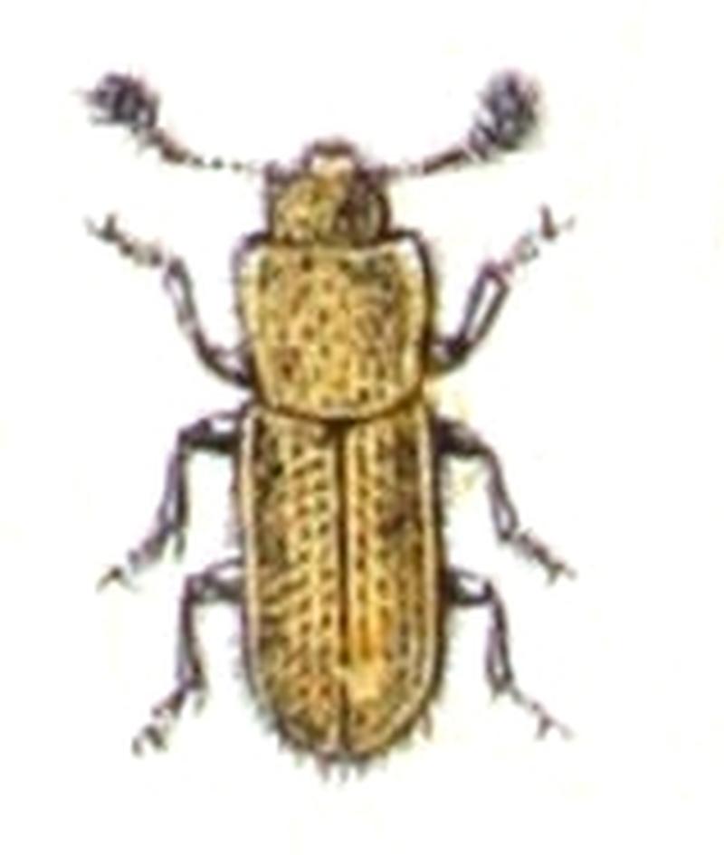 Anommatus.duodecimstriatus.-.calwer.14.35