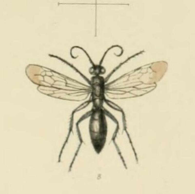 Anoplius concinnus SaundersHymenopteraAculeataPlate8 (cropped)