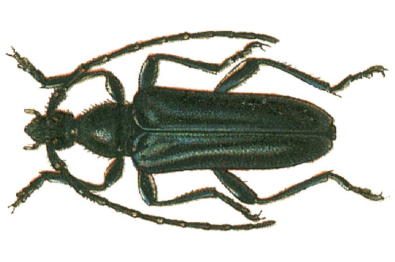 Anoplodera cyanea