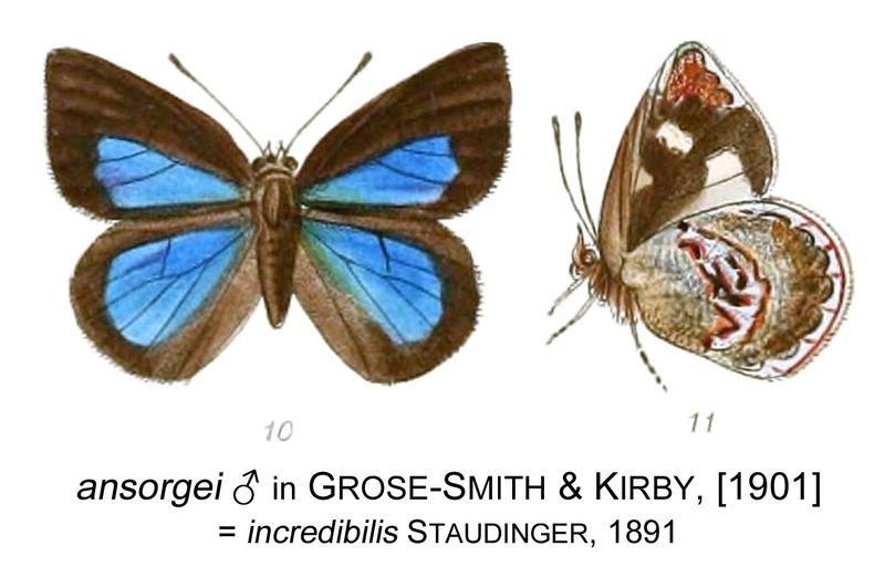 Ansorgei inGSK1901