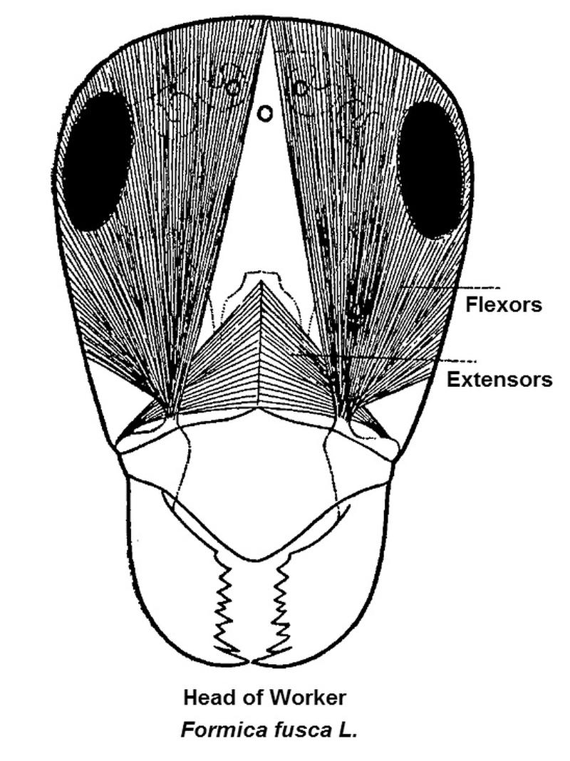 Muscle of ant head Formica fusca