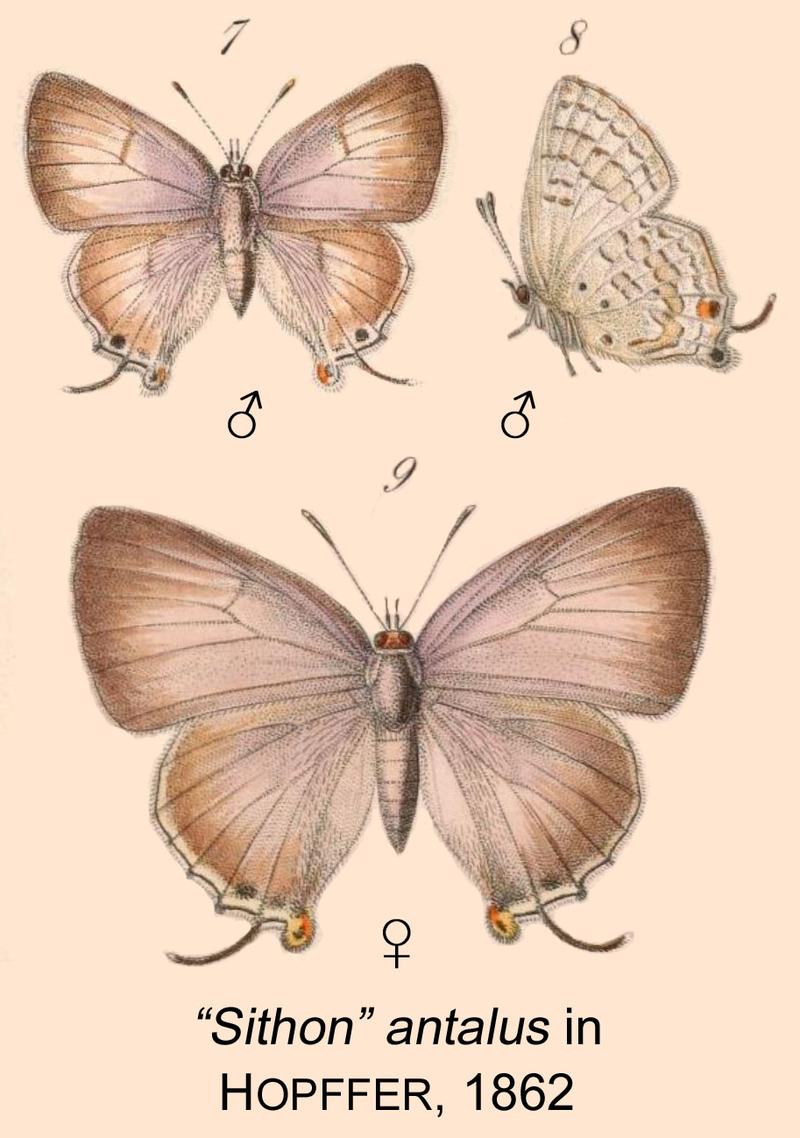 Antalus inHopffer1862