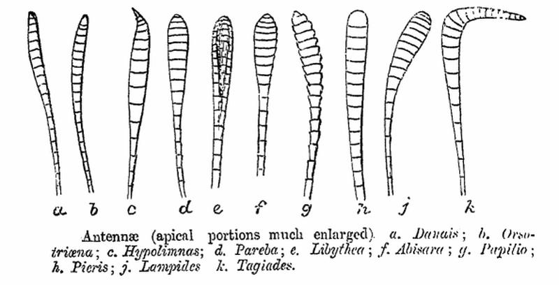 Antennae ctb