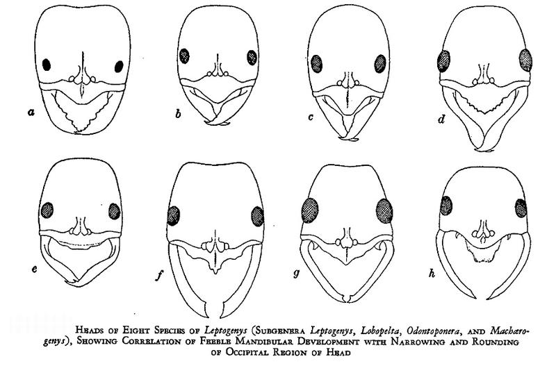 Muscles of ant head and their shapes