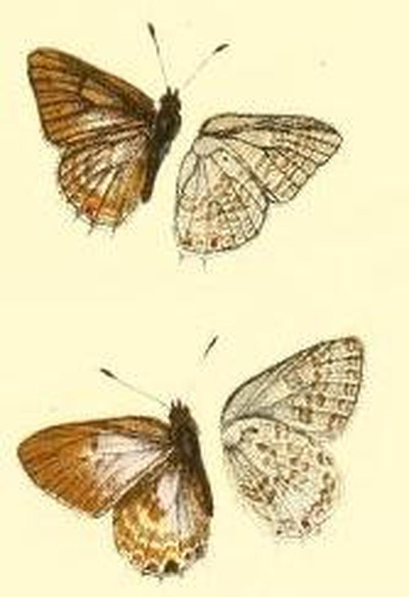 Anthene butleri