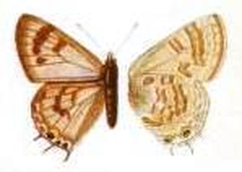 Anthene definita