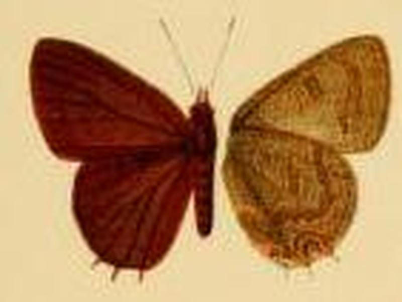 Anthene ituria