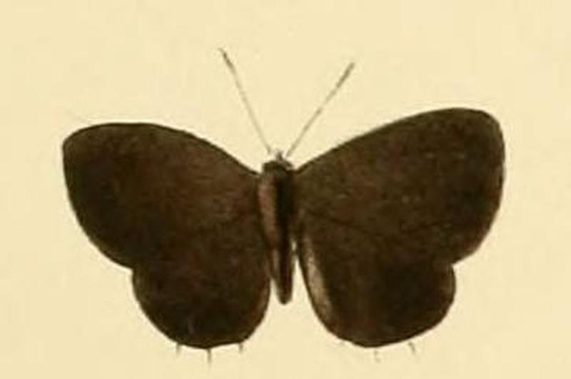 Anthene lacides