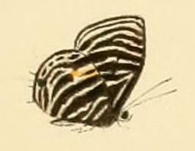 Anthene lacides1