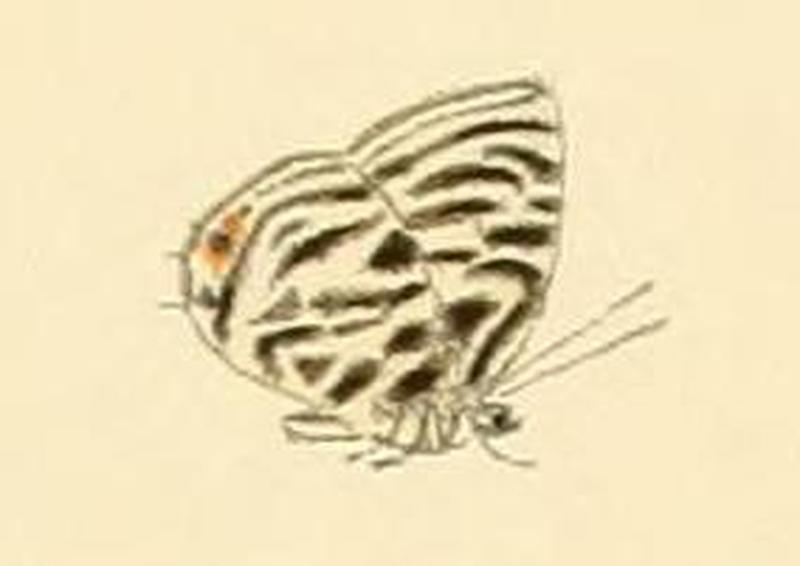 Anthene lamias