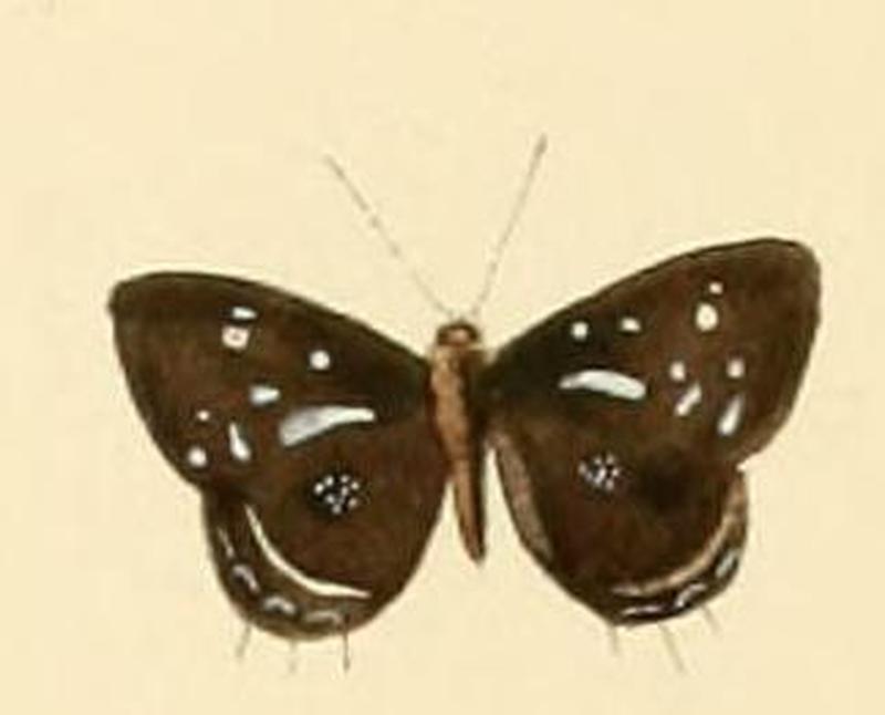 Anthene lamias1