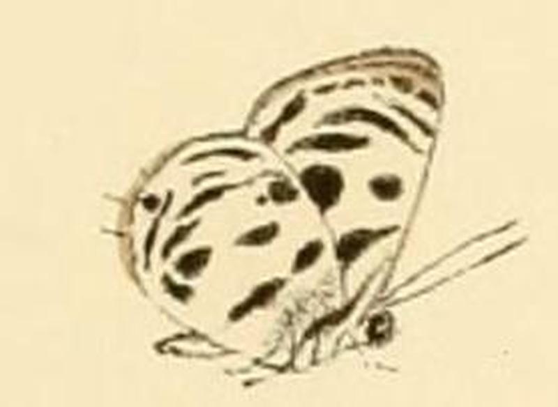 Anthene lamprocles