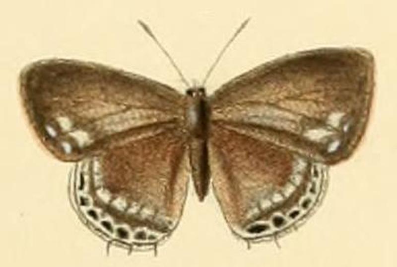 Anthene larydas0