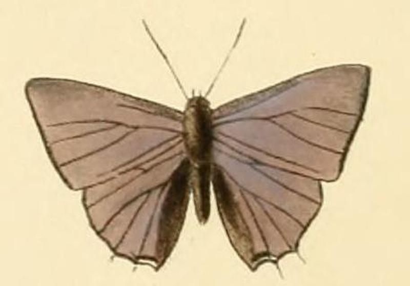 Anthene lemnos1