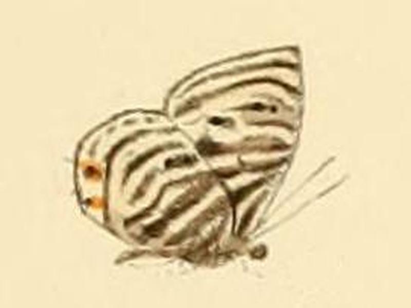 Anthene leptines