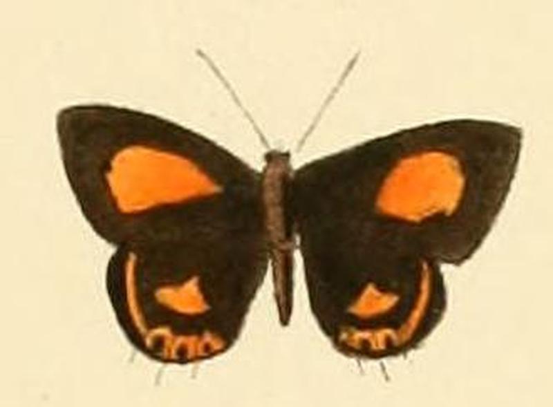 Anthene leptines1