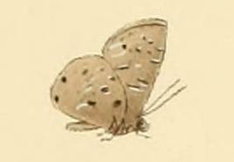 Anthene levis1