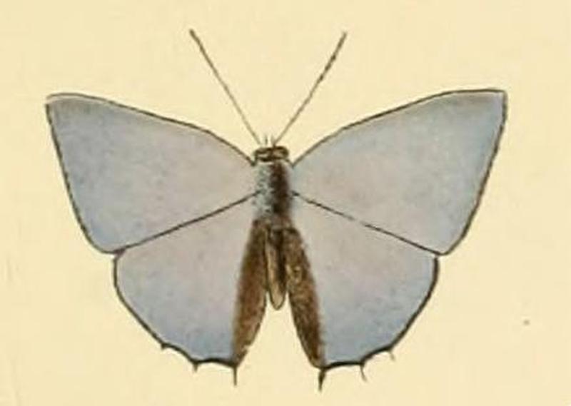 Anthene licates